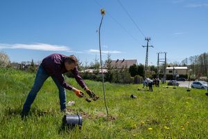 mieszkańcy miastasadzą drzewa