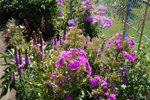 rodzinne ogródki działkowe