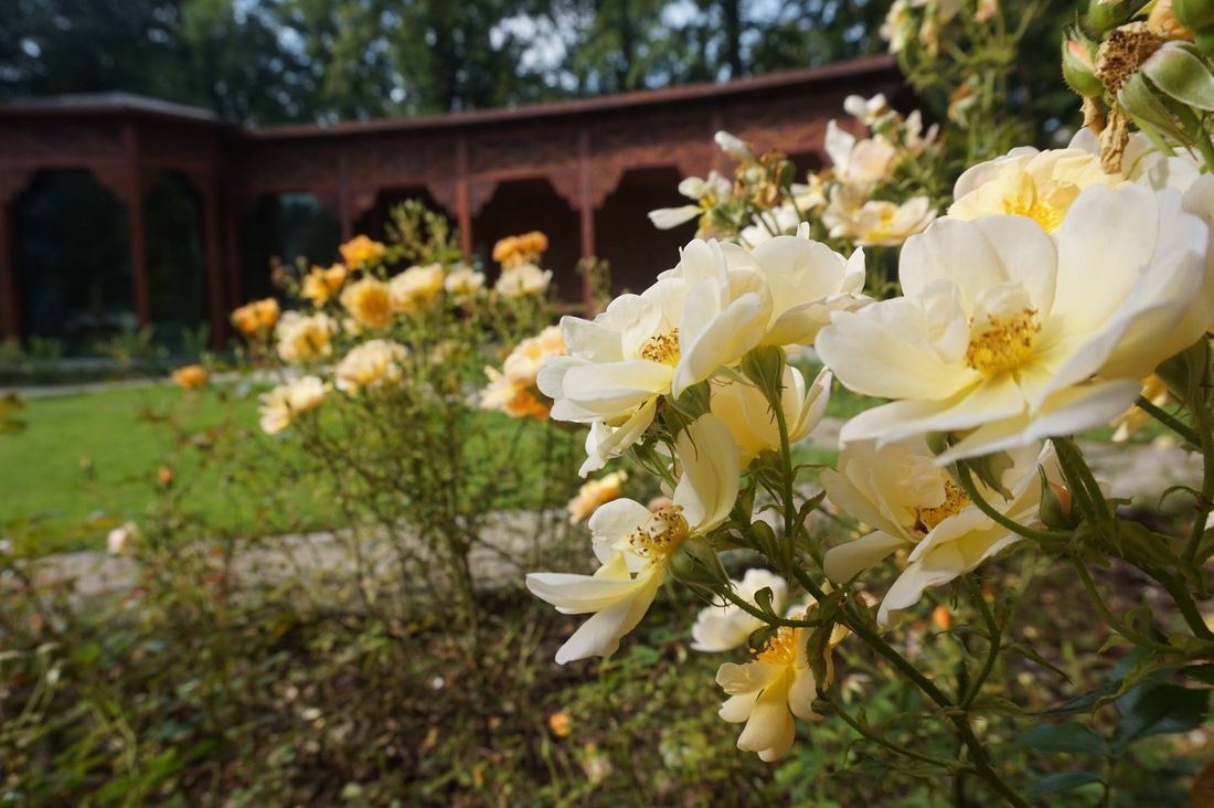 Zdjęcie poglądowe: Park Zdrojowy latem