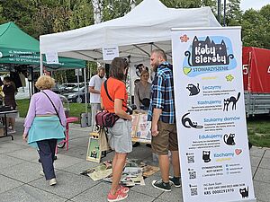 stowarzyszenie koty sieroty