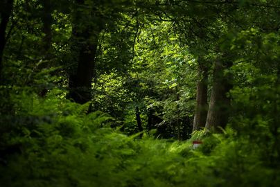 Zdjęcie przedstawia las.