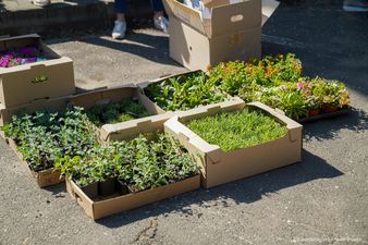 Rośliny w koszykach 