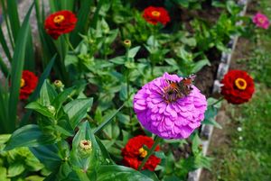 rodzinne ogródki działkowe