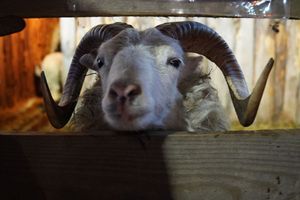 Zdjęcie przedstawia żywą szopkę.