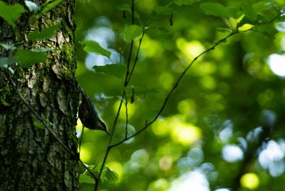 Zdjęcie przedstawia niewielkiego ptaka siedzącego na drzewie.