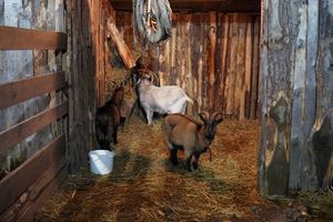 Zdjęcie przedstawia żywą szopkę.