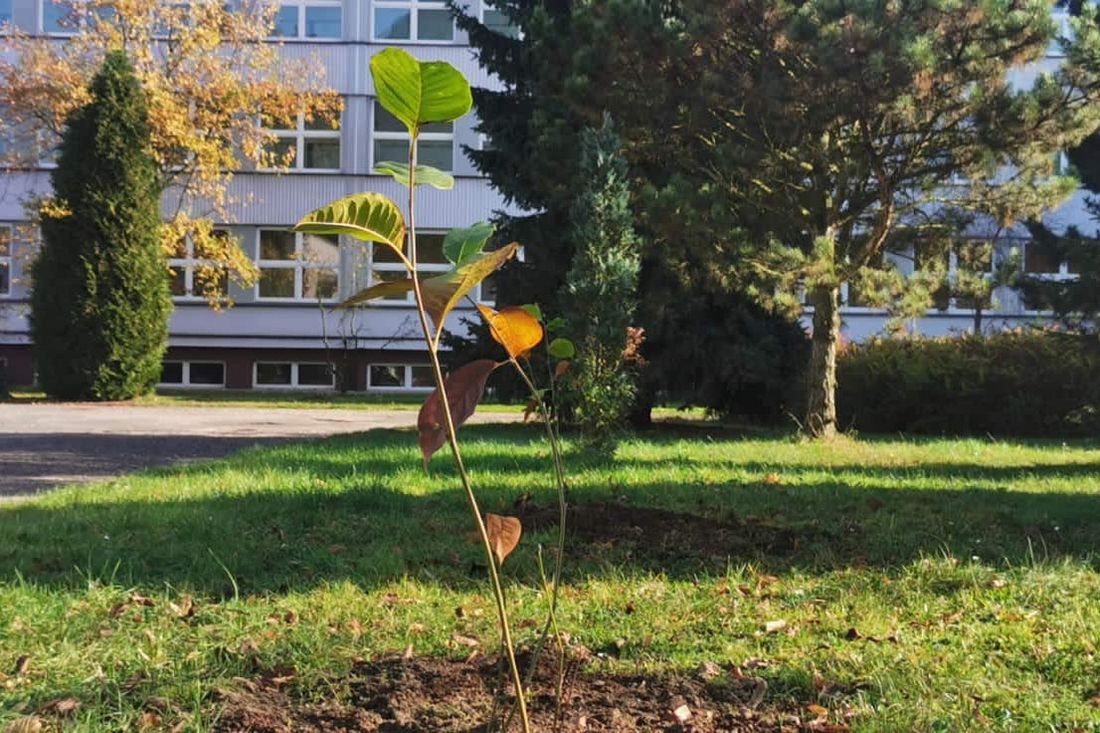 Zdjęcie przedstawia sadzonkę magnolii.