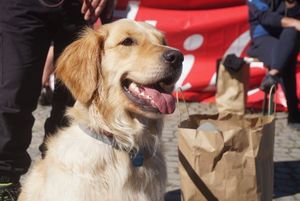 Golden retriever