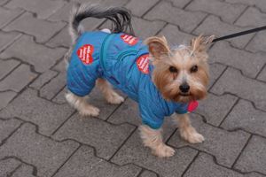 Zdjęcie przedstawia 31. FINAŁ WOŚP.