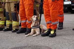 strażacy z grupy ratowniczej z psami