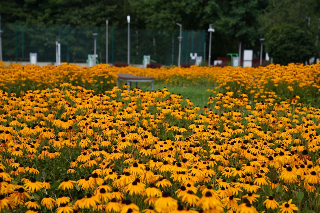 Ogród z żółtymi kwiatami Rudbekiami