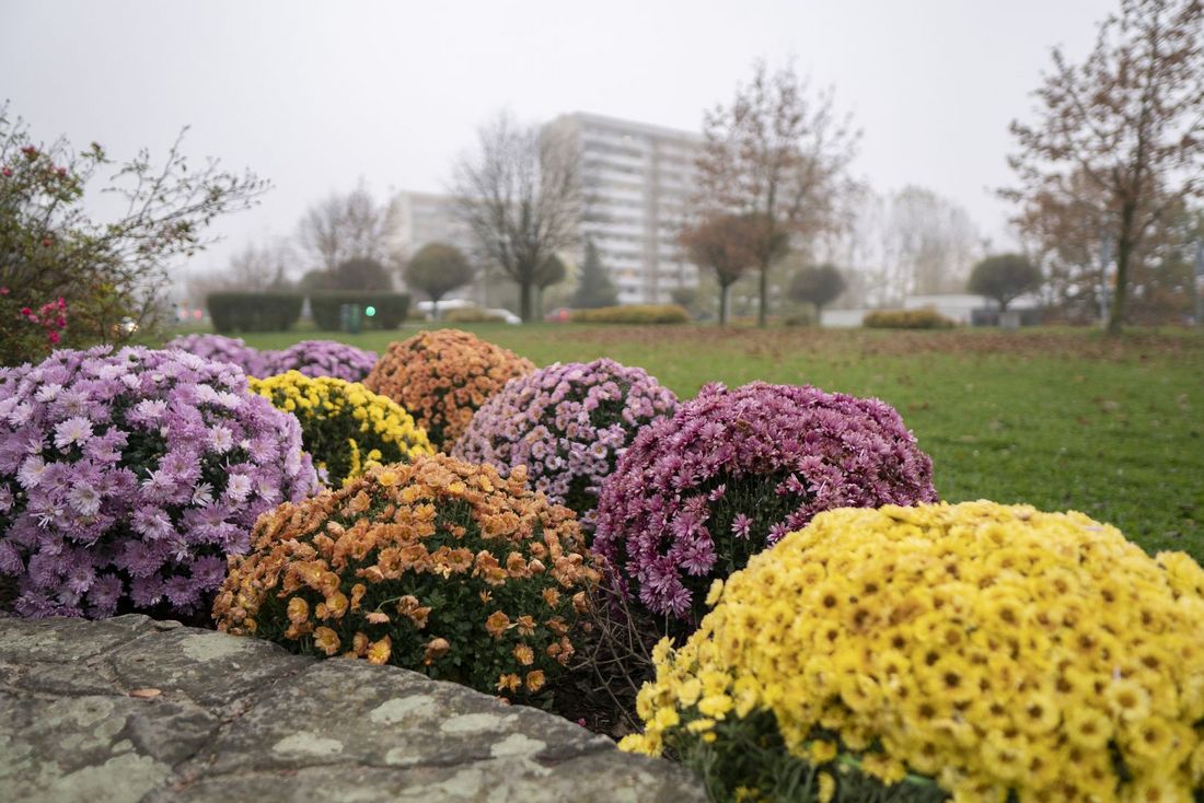donice z chryzantemami na miejskim klombie