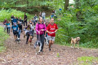 Grupa biegaczy bierze udział w dogtrekkingu, biegnąc z psami na smyczach po usłanej liśćmi leśnej drodze