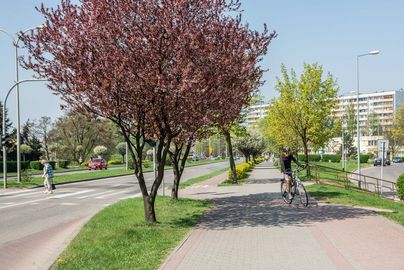 Ulica oddzielona pasem zieleni od chodnika ze ścieżką rowerową, w tle blok