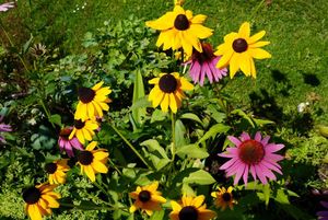 rodzinne ogródki działkowe