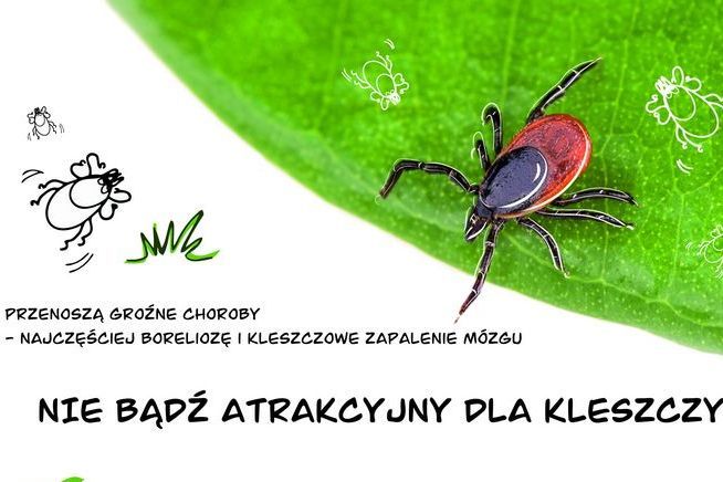 Grafik przedstawi hasło kampanii oraz kleszcza w formie zdjęcia i rysunkowej. 