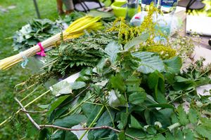 Rośliny potrzebne do warsztatów