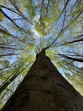 widok na drzewo od dołu