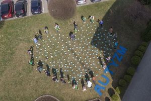 Widok pola żonkili z drona