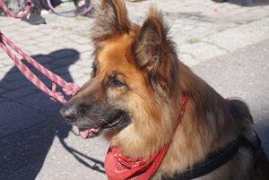 Portret owczarka