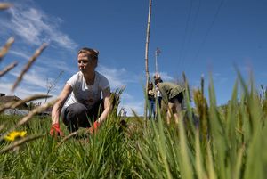 mieszkańcy miastasadzą drzewa