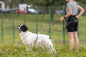 Kobieta w stroju sportowym trzymająca na smyczy średniej wielkości biało-czarnego psa stojącego w trawie