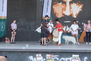 właściciel pieska i pies odbierają nagrodę