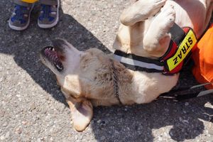 uroczystości związane z obchodami trzydziestolecia państwowej straży pożarnej w jastrzębiu-zdroju