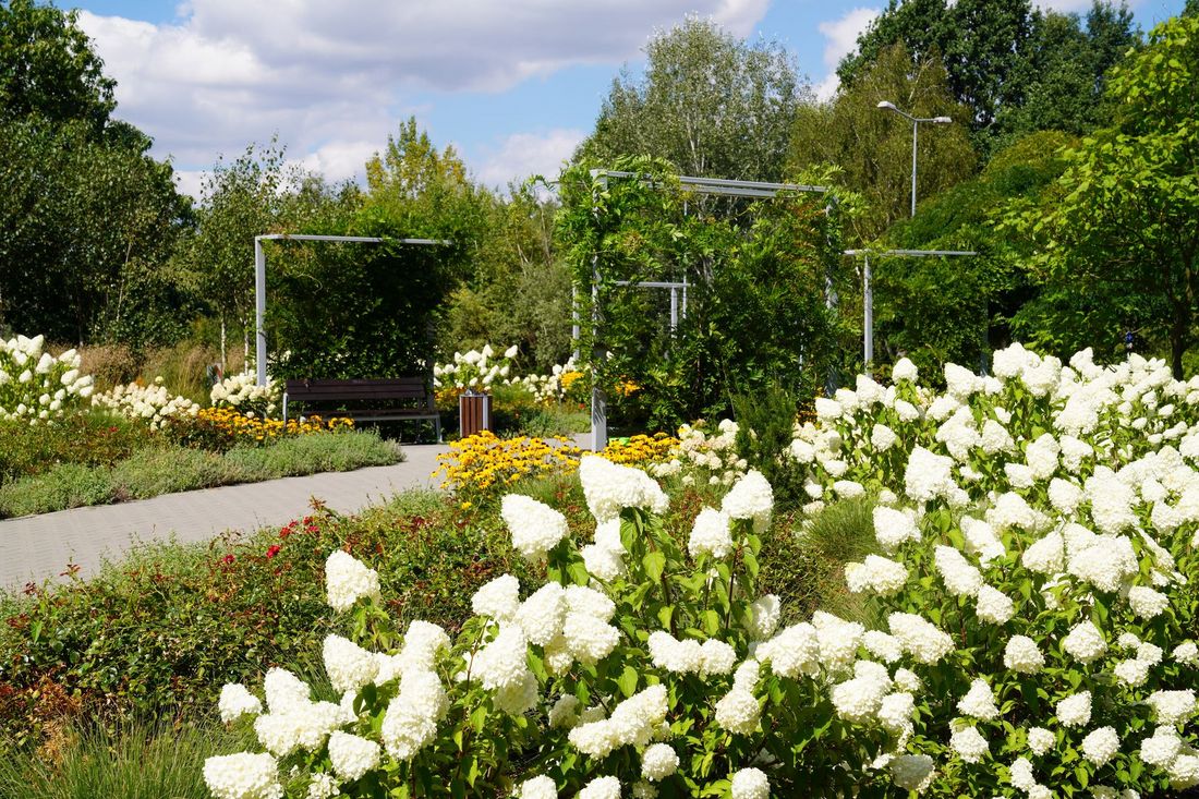 Białe kwiaty w ogrodzie Hortensja Limeligt 