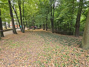 Nowe rosliny w parku