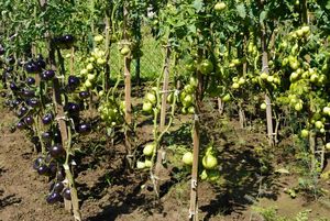 rodzinne ogródki działkowe