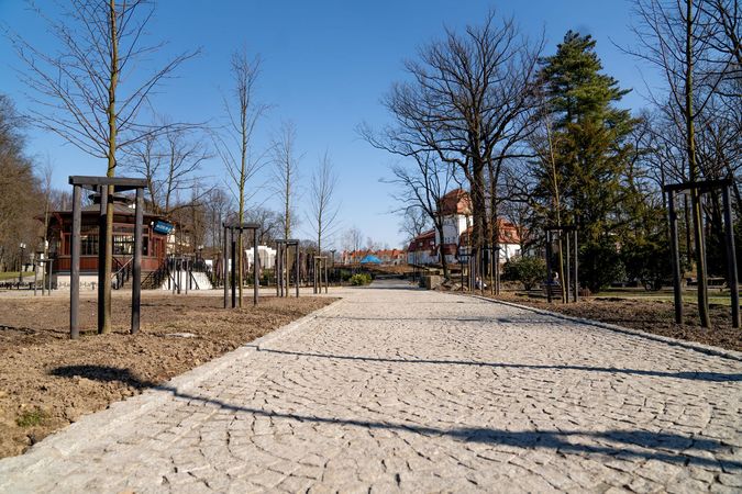 widok na wybrukowana alejke wzdłuz niej lipy kolumnowe