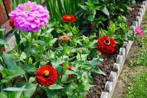 rodzinne ogródki działkowe