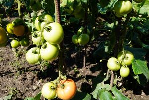 rodzinne ogródki działkowe