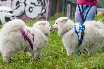 Dwa puszyste, białe samojedy w szelkach (różowych i niebieskich) stykają się nosami na zielonej trawie