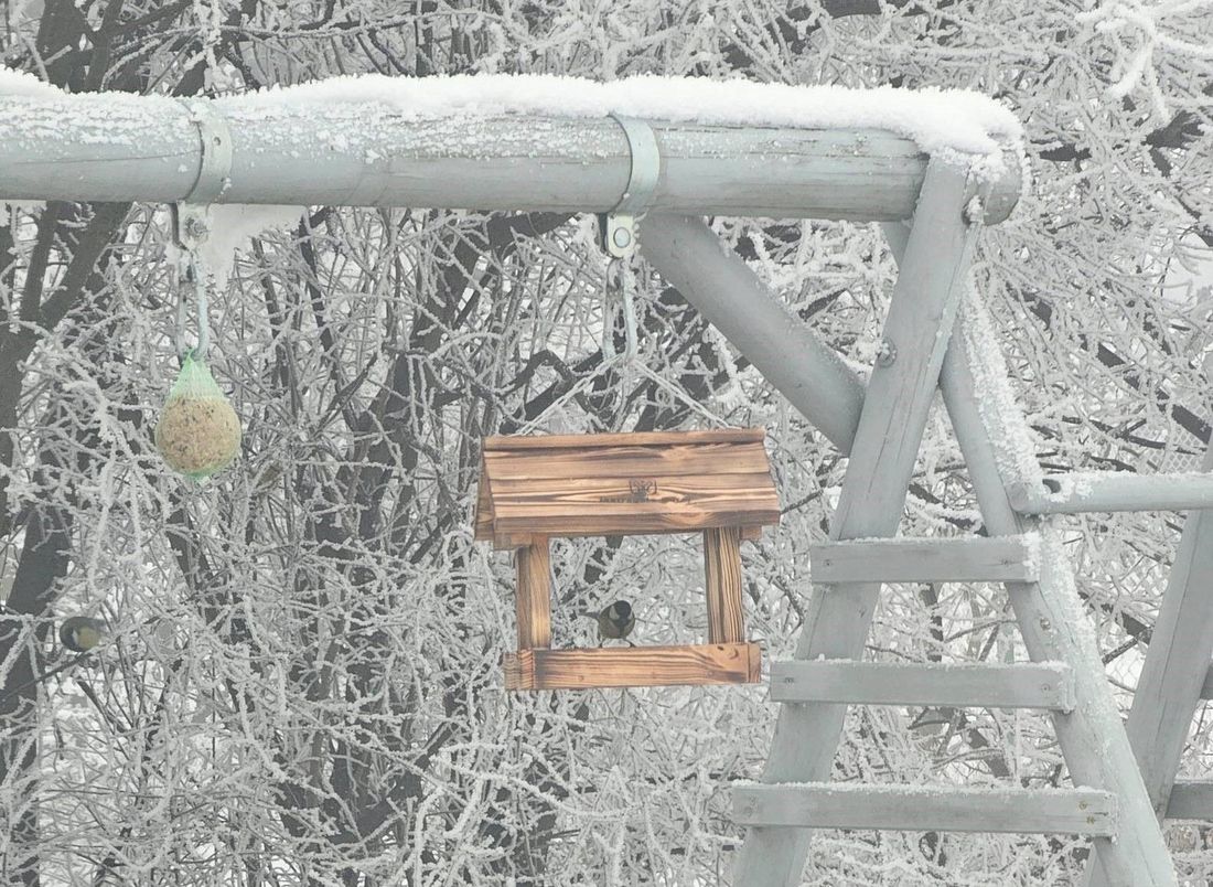 na hustawce zawieszony jest karmnik dla ptaków oraz kula nasion