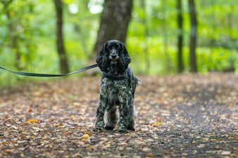 Czarno-szary cocker spaniel na smyczy, stojący na usłanej liśćmi leśnej ścieżce