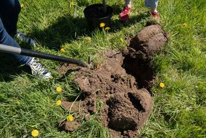 rozkopana łopatą ziemia