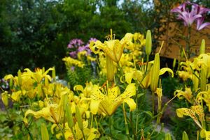 rodzinne ogródki działkowe