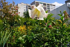 rodzinne ogródki działkowe
