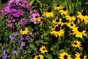 rodzinne ogródki działkowe