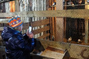 Zdjęcie przedstawia żywą szopkę.