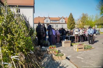 Drzewka oparte o płot 