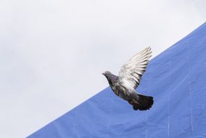 Symboliczne wypuszczenie gołębi.