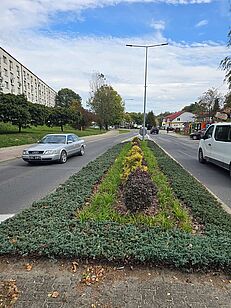 Nasadzenia w centrum miasta