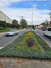 Nasadzenia w centrum miasta