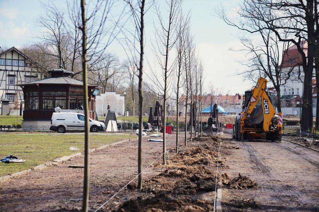 Nasadzone drzewa oraz koparka podczas prac ziemnych