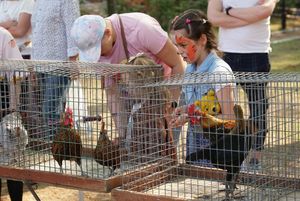 Dziewczynka, oglądająca zwierzęta w zagrodzie