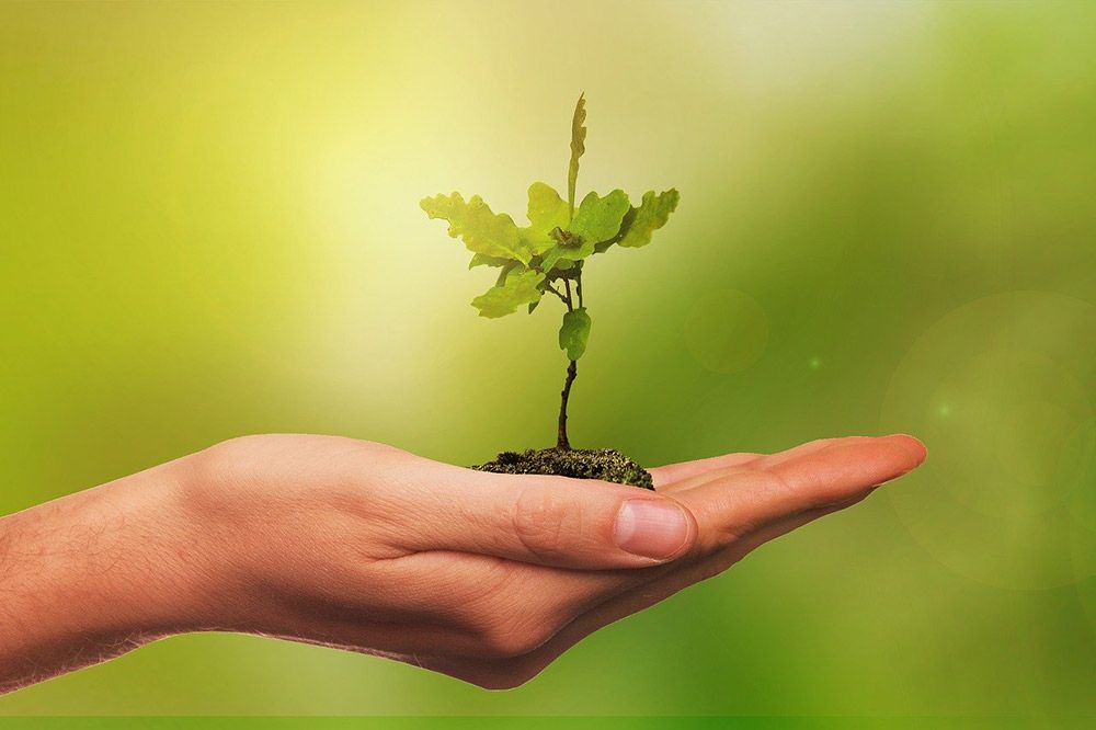 Obrazek przedstawia dłoń trzymającą sadzonkę.