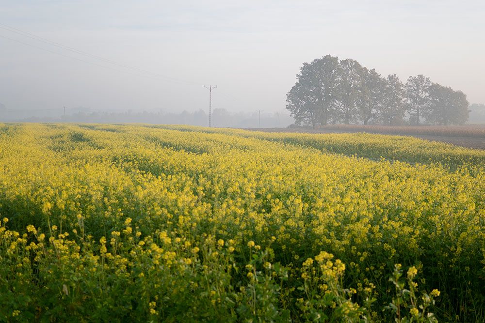 Zdjęcie przedstawia pole rzepaku.